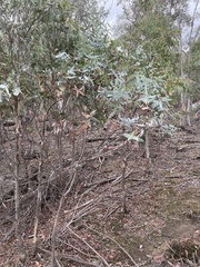 Eucalyptus tenuiramis