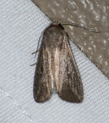 Leucania subpunctata