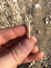 Polanisia dodecandra