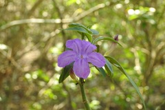 Ruellia breedlovei