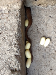 Dipsas sanctijoannis