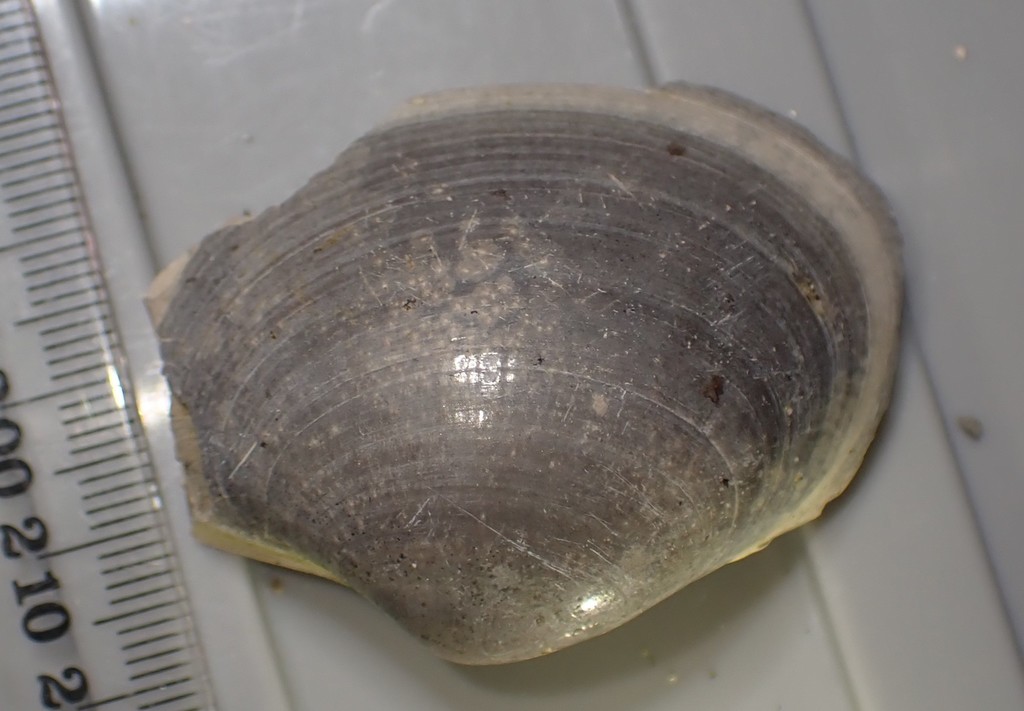 Eumarcia kaawaensis