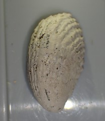 Maoricrypta