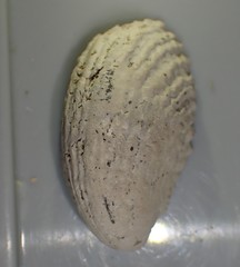 Maoricrypta