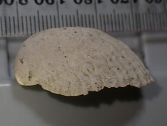 Maoricrypta