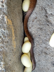 Dipsas sanctijoannis