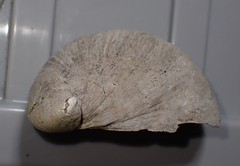 Maoricrypta