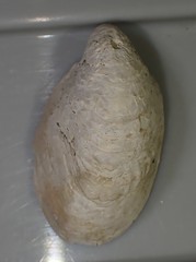 Maoricrypta profunda