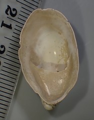 Maoricrypta profunda