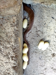 Dipsas sanctijoannis