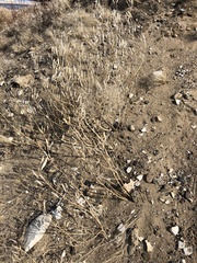 Polanisia dodecandra