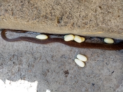 Dipsas sanctijoannis