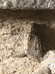 Protorthodes melanopis