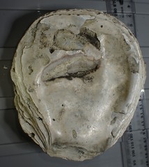 Crassostrea ingens