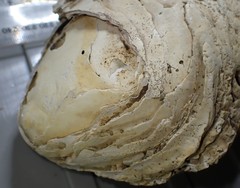 Crassostrea ingens