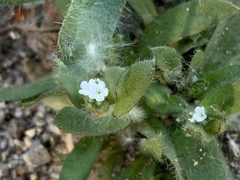 Plagiobothrys arizonicus