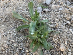 Plagiobothrys arizonicus