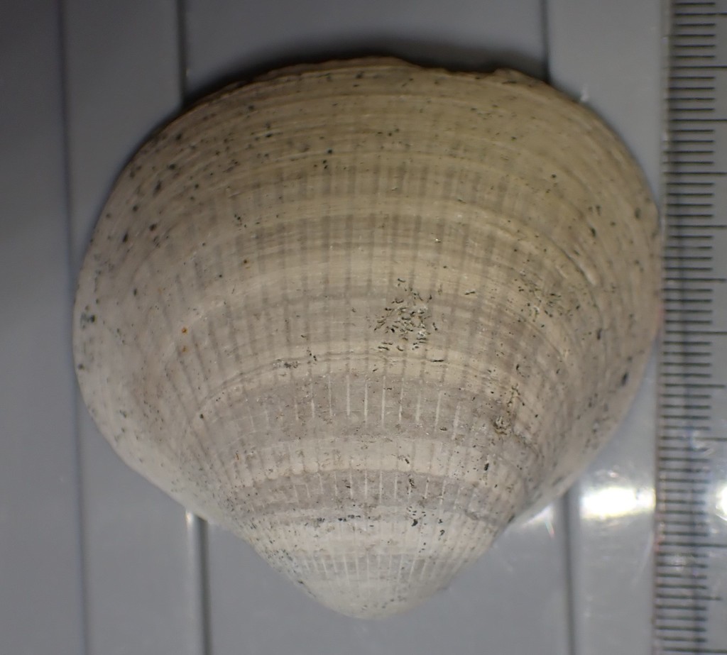 Glycymerita manaiaensis