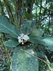Rudgea macrophylla