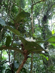 Rudgea macrophylla