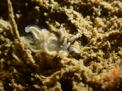 Phyllodesmium opalescens