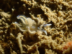 Phyllodesmium opalescens