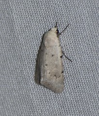 Leucocnemis perfundis