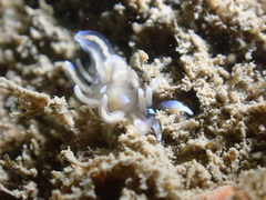 Phyllodesmium opalescens