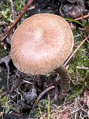 Inocybe flocculosa