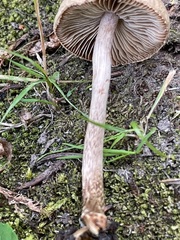 Inocybe flocculosa
