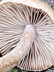 Inocybe flocculosa