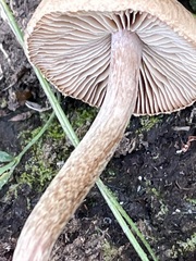 Inocybe flocculosa