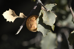 Atrusca brevipennata