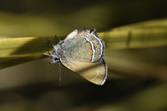 Callophrys mcfarlandi