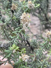 Ozothamnus reflexus