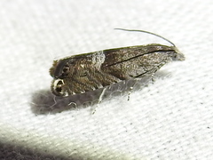Sereda tautana