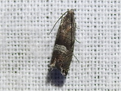 Sereda tautana