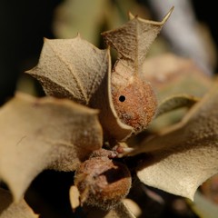 Andricus reticulatus