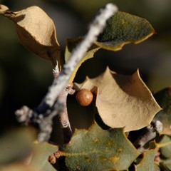 Sphaeroteras pulchripennis