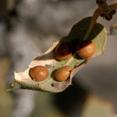 Sphaeroteras pulchripennis