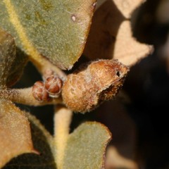 Andricus reticulatus