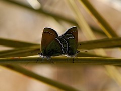 Callophrys mcfarlandi