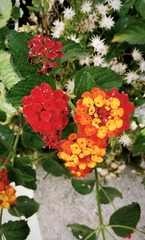 Lantana