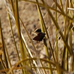 Callophrys mcfarlandi