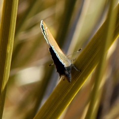 Callophrys mcfarlandi