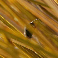 Callophrys mcfarlandi