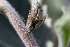 Pseudopsallus angularis