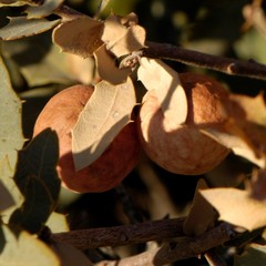 Atrusca brevipennata