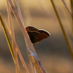 Callophrys mcfarlandi