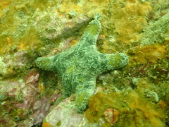 Gymnanthenea difficilis